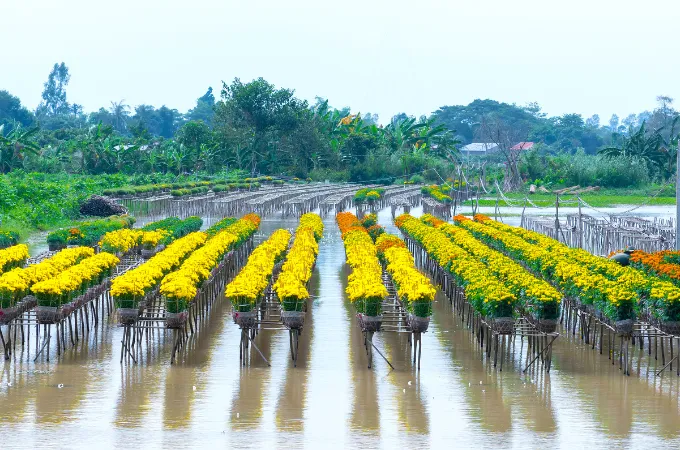 Lịch Trình Ươm Giống Hoa Cúc